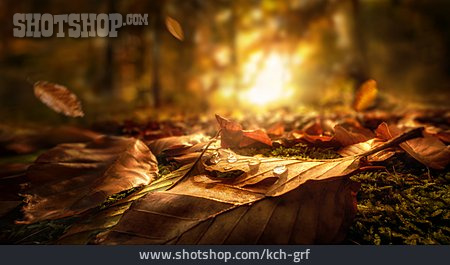 
                Wassertropfen, Waldboden, Herbstblatt                   