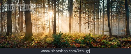 
                Wald, Sonnenstrahlen, Morgenlicht                   