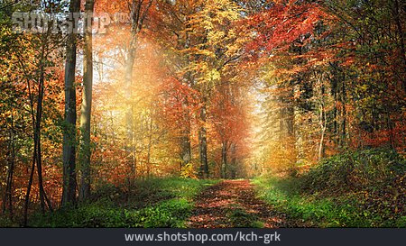 
                Wald, Herbst, Waldweg                   
