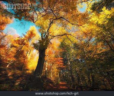 
                Wald, Herbst, Herbstfärbung                   