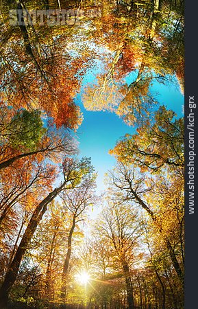 
                Wald, Baumkrone, Herbstfärbung                   