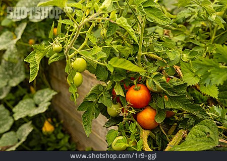 
                Tomatenpflanze, Gemüseanbau                   