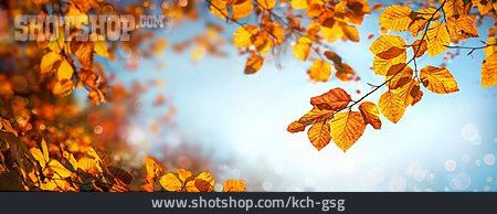 
                Rotbuche, Herbstfärbung, Blattwerk                   