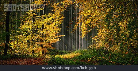 
                Wald, Herbst, Lichtung                   