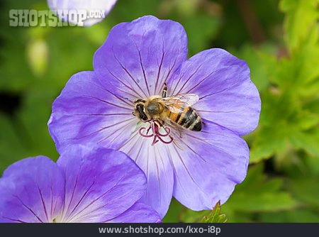 
                Biene, Wiesen-storchschnabel                   