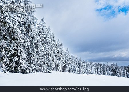 
                Winter, Schnee, Nadelwald, Thüringer Wald                   