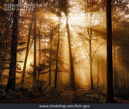 
                Sonnenaufgang, Wald, Geheimnisvoll                   
