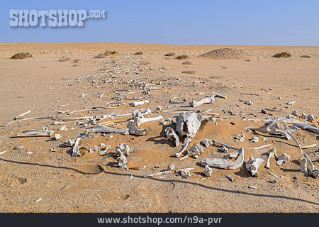 
                Namibwüste, Tierknochen                   
