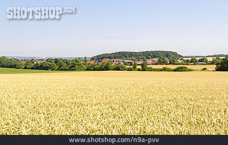 
                Landwirtschaft, Weizenfeld, Hohenlohekreis                   
