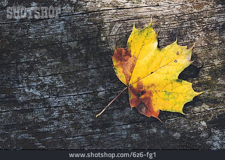 
                Maple Leaf, Autumn Leaf                   