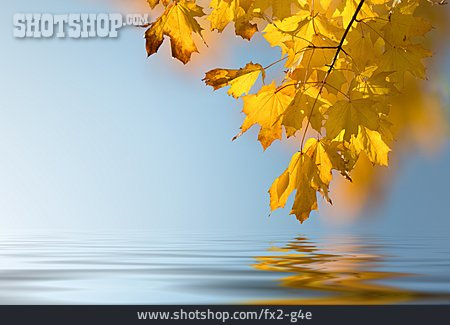 
                Wasser, Herbst, Zweig, Ahorn                   