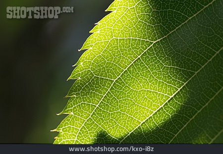 
                Blattader, Kirschblatt, Pflanzenblatt                   