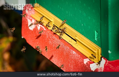 
                Arbeitende Tiere, Honigbienen                   