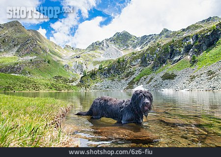 
                Alpensee, Bergamasker Hirtenhund                   