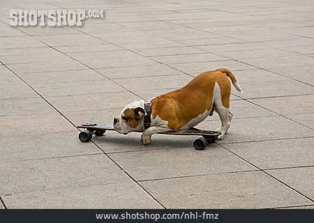 
                Hund, Skateboard                   
