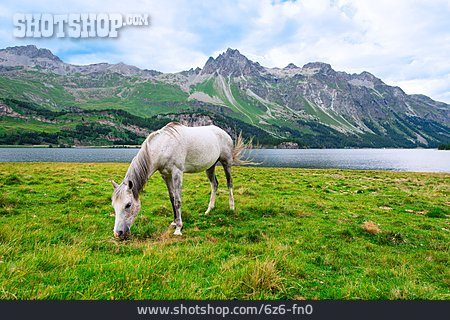 
                Pferd, Grasen, Alpen                   