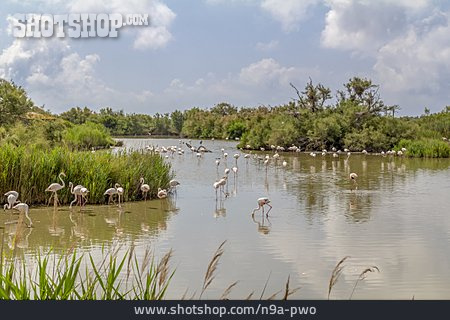 
                Flamingo, Regionaler Naturpark Camargue                   