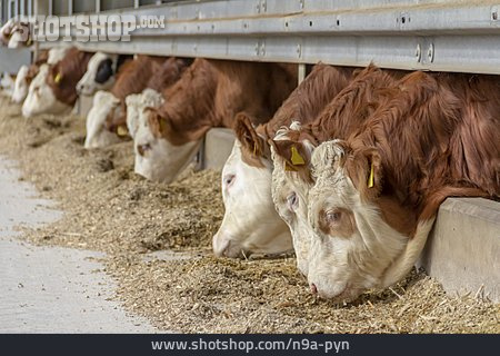 
                Kühe, Tierfutter, Viehwirtschaft                   