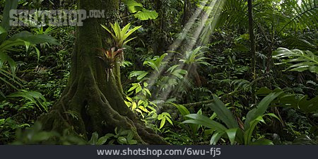 
                Lichteinfall, Pflanzenwelt, Tropenwald                   