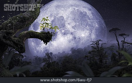 
                Dschungel, Mond, Mondlicht                   