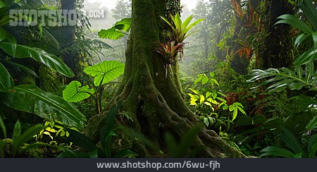 
                Baum, Tropisch, Regenwald, Pflanzenwelt                   