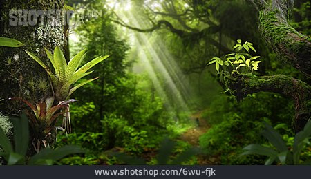 
                Tropisch, Regenwald, Pflanzenwelt                   
