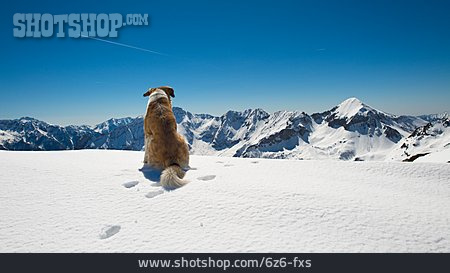
                Hund, Berggipfel                   
