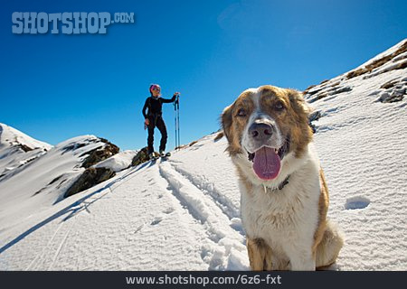 
                Hund, Skiwanderung                   