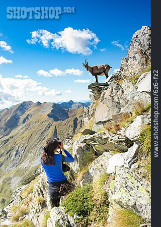 
                Fotografin, Fotografieren, Alpensteinbock                   