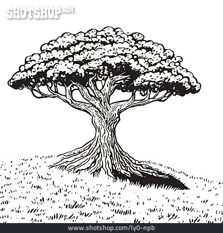 
                Baum, Zeichnung                   