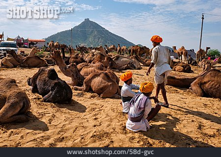 
                Kamel, Viehmesse, Pushkar-messe                   
