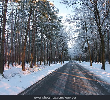 
                Wald, Winter, Landstraße                   