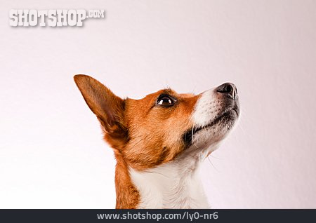 
                Jack Russell Terrier                   