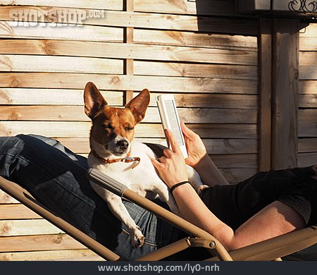 
                Jack Russell Terrier, Sonnenbaden                   
