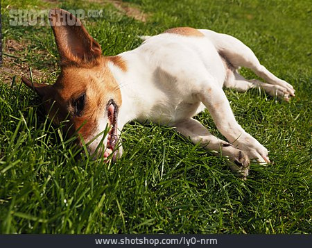 
                Ausruhen, Jack Russell Terrier                   