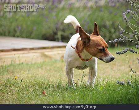
                Jack Russell Terrier, Schnuppern                   