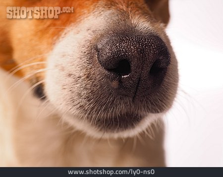 
                Jack Russell Terrier, Hundenase                   
