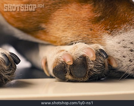 
                Jack Russell Terrier, Krallen, Hundepfote                   