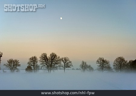 
                Winter, Nebel, Mond, Baumreihe                   