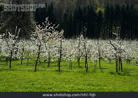 
                Kirschblüte, Obstplantage                   