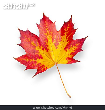 
                Herbstblatt, Herbstfärbung                   