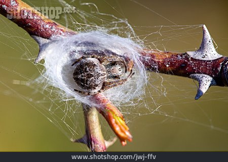 
                Spinne, Webspinnen                   