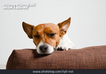 
                Müde, Jack Russell Terrier                   