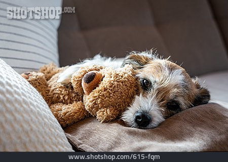 
                Hund, Teddybär                   
