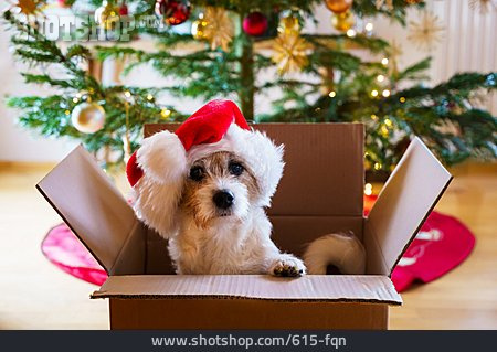 
                Hund, Weihnachtsgeschenk                   