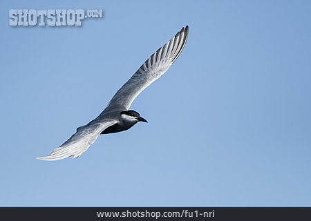 
                Wings, Black Tern                   