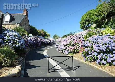 
                Hortensie, Bretagne, Perros-guirec                   