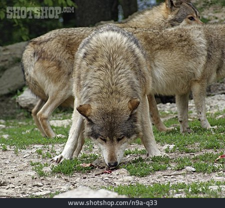 
                Fressen, Wolf                   