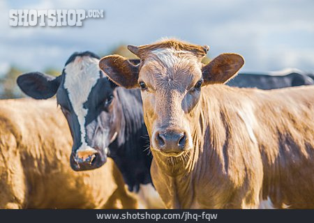 
                Holstein-rind                   