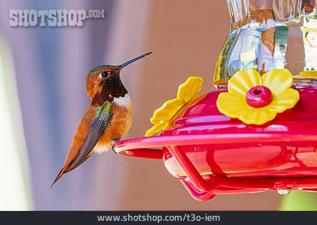 
                Futterstelle, Kolibri                   